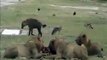 Animal  HYENAS VS LIONS LIVE   ENEMY ATTACKS TWO REAL WILD wild NEW funny attack