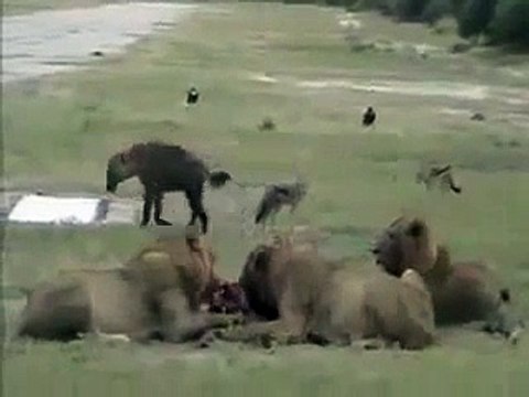 Animal HYENAS VS LIONS LIVE ENEMY ATTACKS TWO REAL WILD wild NEW funny attack