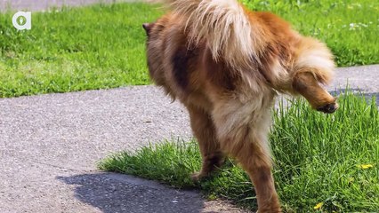How Cancer-Sniffing Dogs Could Save Your Life