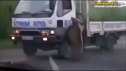 Araba Araba Gezip Yiyecek İsteyen Dilenci Ayı