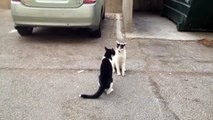 Animal Fight Club, Cats Fighting In The Street, Part 2 החתול העבריין בקרב רחוב