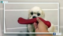 This dog knows what he wants and takes it