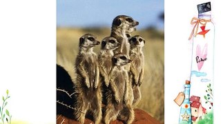 Meerkat family standing on guard (Suricata su - 30 x 20in Canvas Print - Framed and ready to
