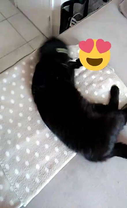 Mon loveur qui fait ca roulade comme tous les matins