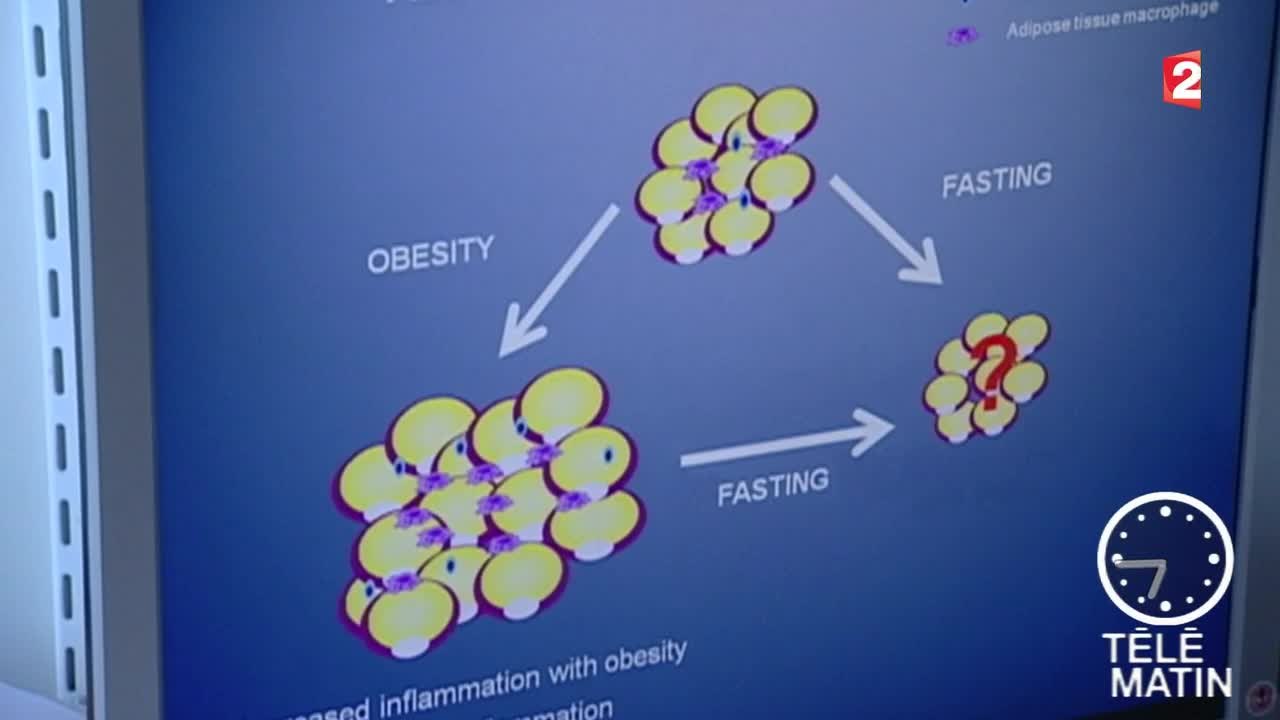 Santé - Les graisses brunes et blanches - 2015/12/29