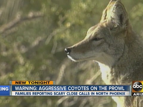 Aggressive coyotes on the prowl in north Phoenix