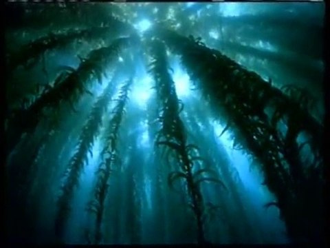 Ney sesi insana huzur veriyor.