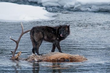 NatGeo | Yalnız Kurt'un Zirve Yolculuğu