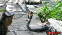 Cats & Snakes Fighting Real Life ☆ Animals Attack