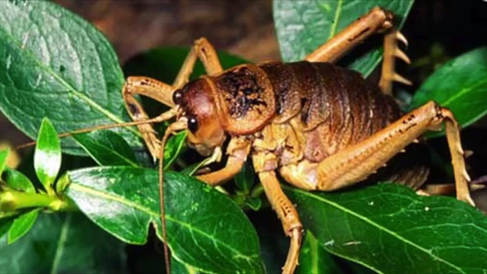⁣Top 15 Biggest Animals on Planet Earth!