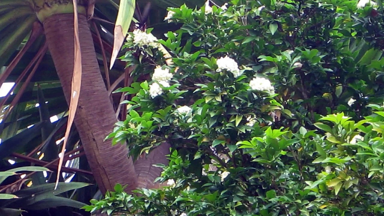 PAPILLON AU WAT PRA DOI SUTHEP SITE SACRE A CHIANG MAI (THAÏLANDE) LE 28 NOVEMBRE 2015