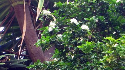PAPILLON AU WAT PRA DOI SUTHEP SITE SACRE A CHIANG MAI (THAÏLANDE) LE 28 NOVEMBRE 2015