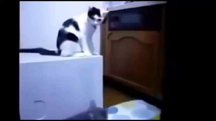 Un chat blagueur fait condamner un autre minou à sa place