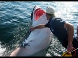 Worlds largest shark COUGHT on cam 2013