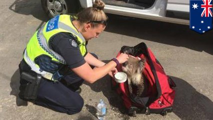 Lucky koala rescued from bushfire raging in Australia's south