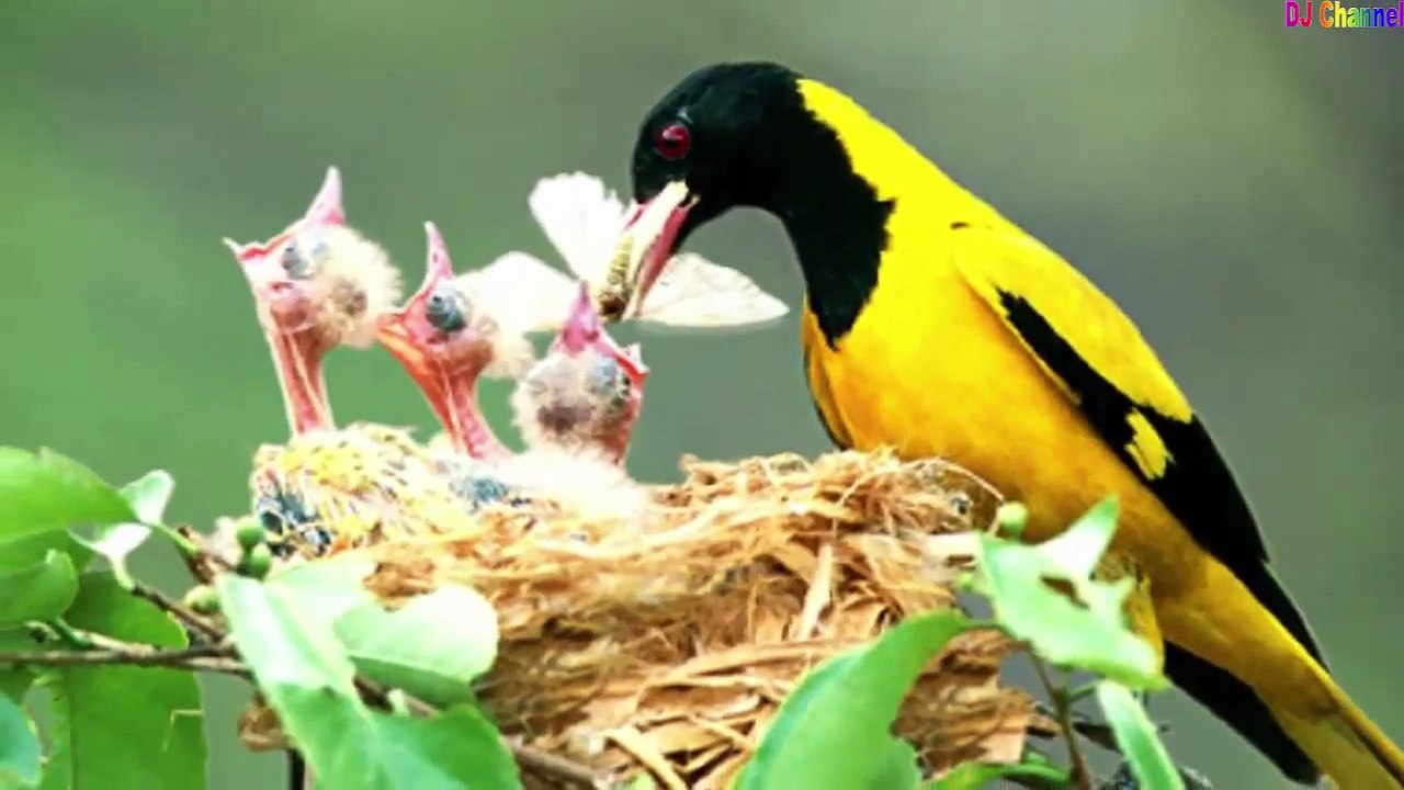 Liên Khúc Nhạc Thiếu Nhi Remix Hay Nhất 2015