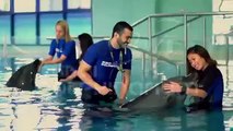 Dolphin Planet At Dubai Dolphinarium, Meet, Swim & Play With Dolphins!