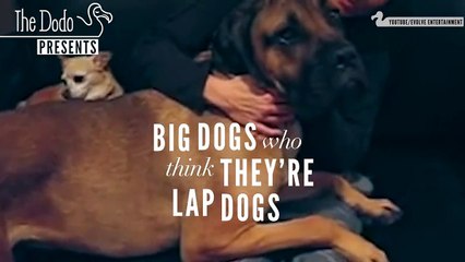 dog just wants a little bonding time