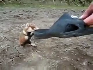 09. Боевой Хомяк! В первый раз такое вижу! Осторожно
