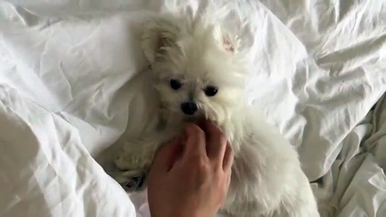 Milo Belly Rubs and Yawn