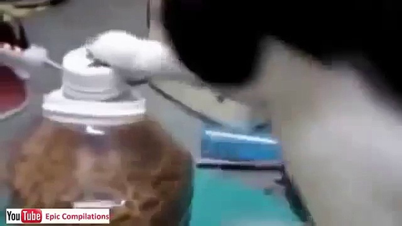 youtube video divertenti gratis gatti divertenti 3