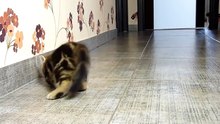 Funny Cats 29-12-2015