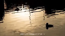 妖怪ウォッチ オープニング 「初恋峠でゲラゲラポー」 [新op][歌詞付]