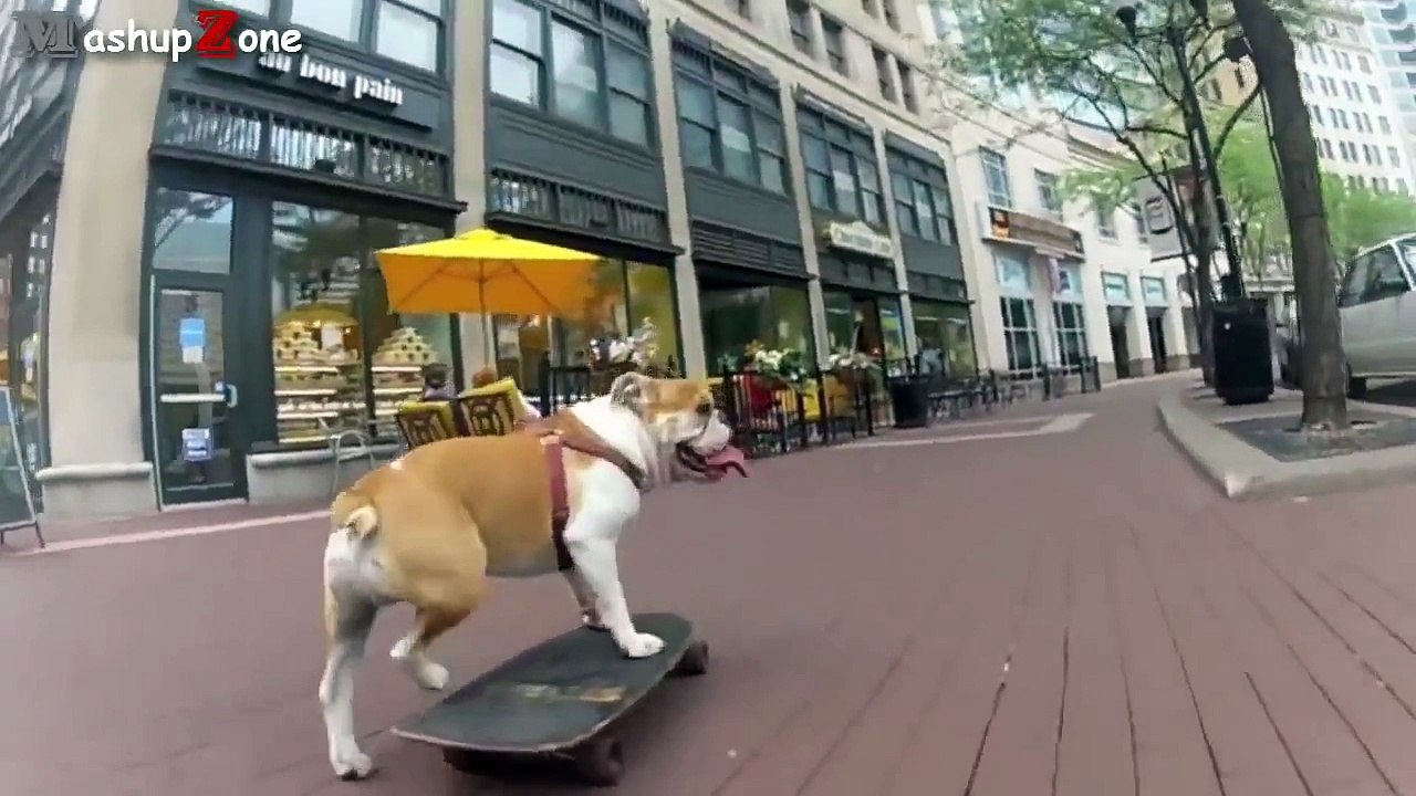 New Funny Bulldog Videos Compilation 2015