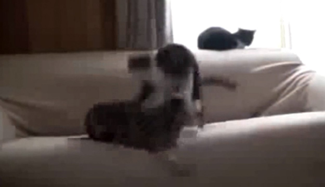 Very Funny Cats