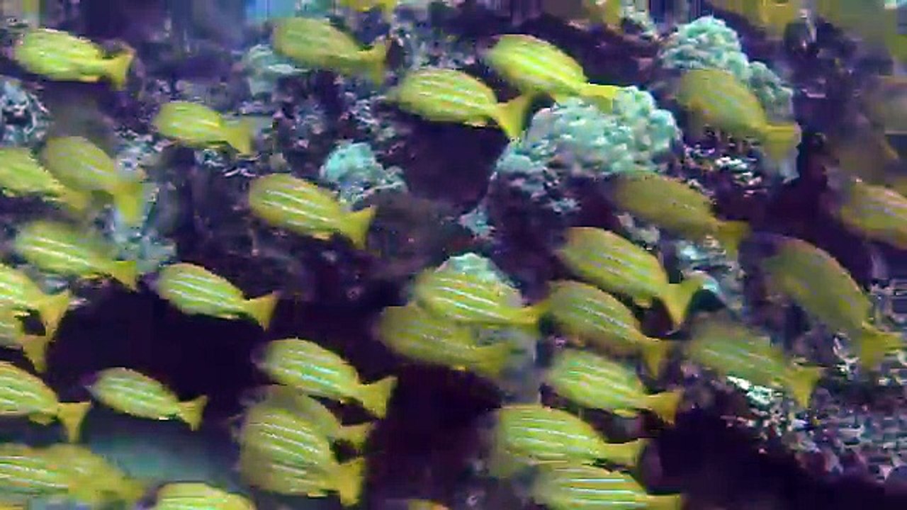 Plongée de Noël avec le CSANC