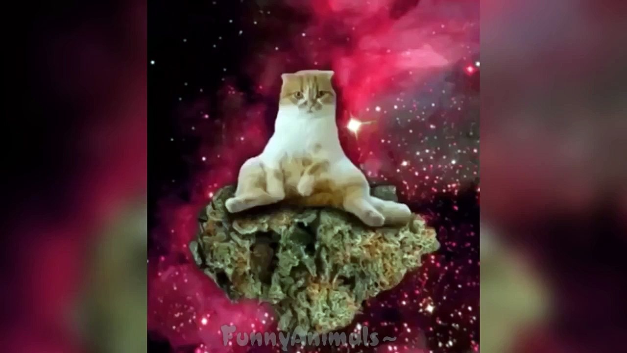 Best Cat Vine   The Best Cat Vines Compilation