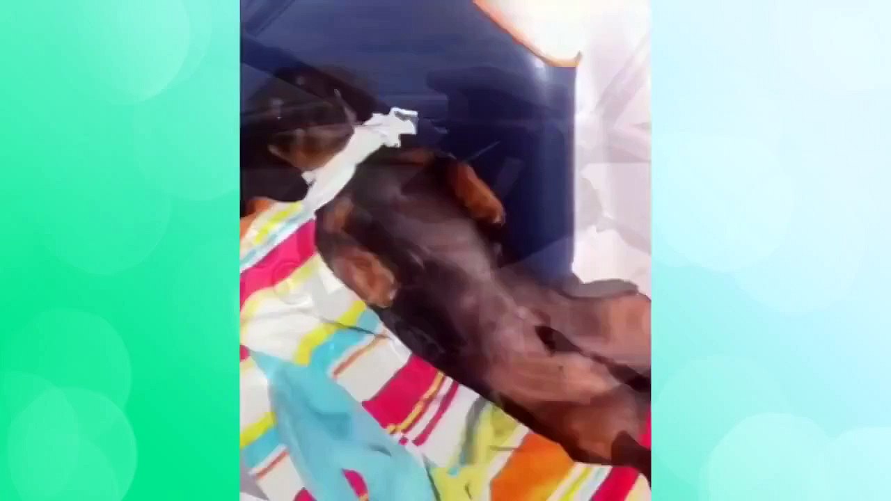 Best Dog Vines Greatest Hits Compilation  30  Funny Dog Vines