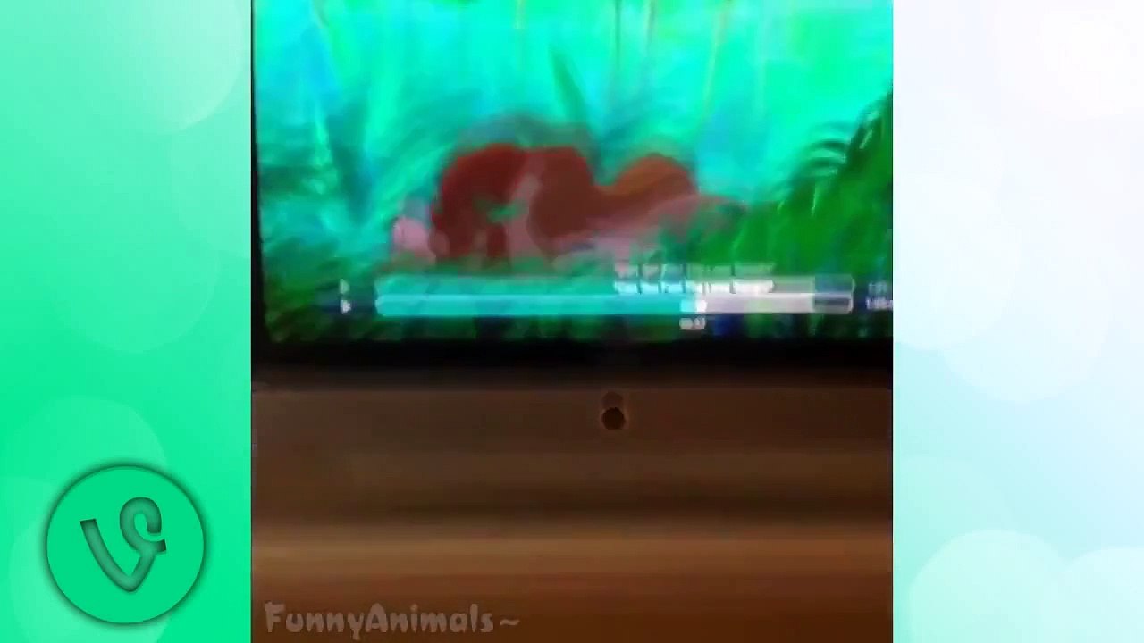 Best Funny Dogs   Cute Dogs Vines 2015 HD