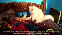 Cute Funny Cats 2016 Funny Cats Video Compilation Most Amazing Persian Kittens Cute Cat Ba