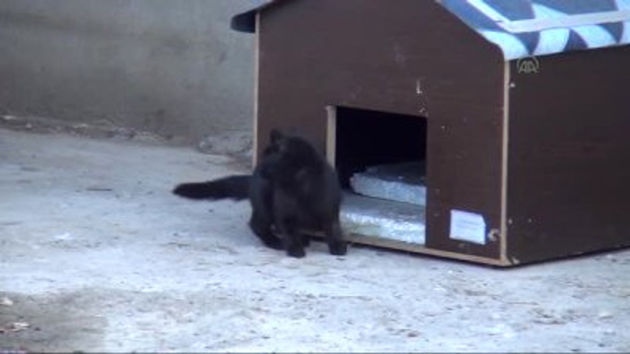 Sahipsiz Kediler İçin "5 Yıldızlı Otel Konforunda" Barınak