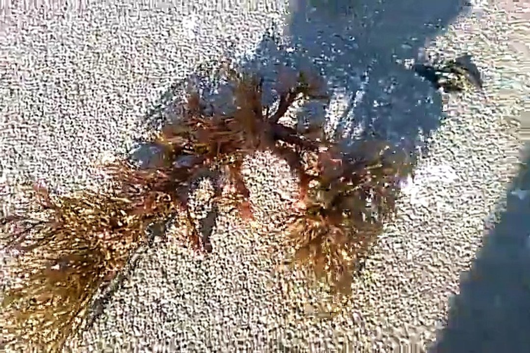 ایسی حیرت انگیر مخلوق آپ نےپہلے کبھی نہ دیکھی ہوگی