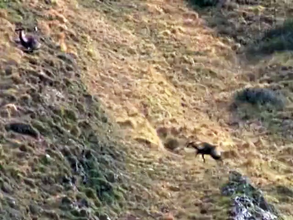Des bouquetins de montagnes font la course sur des pentes vertigineuses
