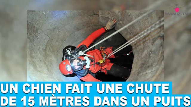 Un chien fait une chute de 15 mètres dans un puits ! Tout de suite dans la minute chien #88