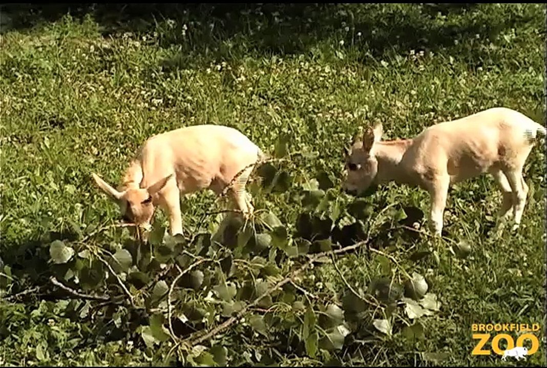 Addax Mom and Cute Addax Baby at Brookfield Zoo