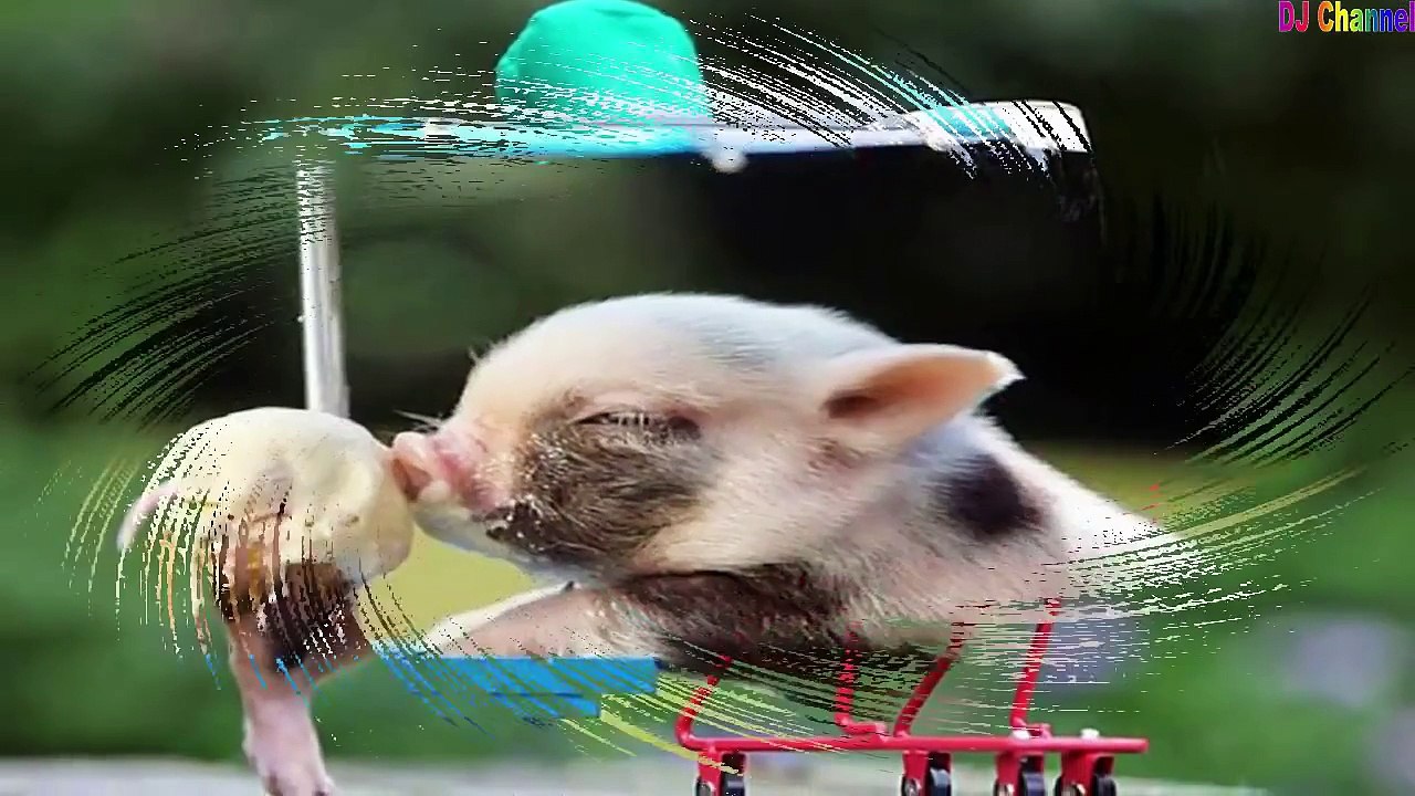 Con heo đất - Nhạc thiếu nhi remix hay nhất