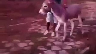 Los Mejores Videos De Risa 2015 - Tratando de montar el burro