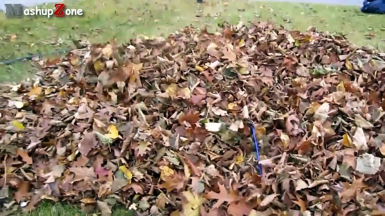 Funny Puppies Compilation [NEW]