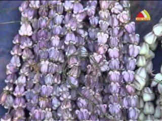 Discover Ivar Enga Pillaiyar ErukamPookale – A Unique Cultural Experience 🌸