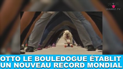 Otto, le bouledogue, établit un nouveau record mondial ! L'histoire dans la minute chien #83