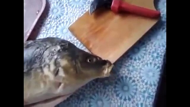 Лучшая подборка приколов. Улетные ролики. Подборка самых смешных видео. Очень смешные ролики.