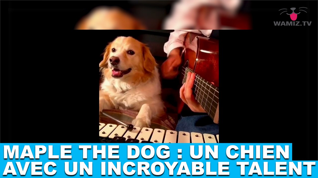 Maple the dog : Un chien avec avec un incroyable talent ! À découvrir maintenant dans la minute chien #84