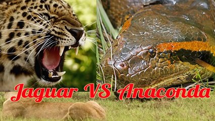 JAGUAR vs ANACONDA (No Mercy Fight) Animal vs Animal [HD]
