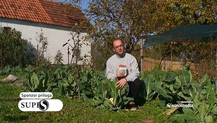 Da li znate kada je pravo vreme za berbu karfiola?_430_12.12.2015.