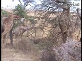 Giraffe kills lion. Giraffe attacks lion pride and kicks one of them to death