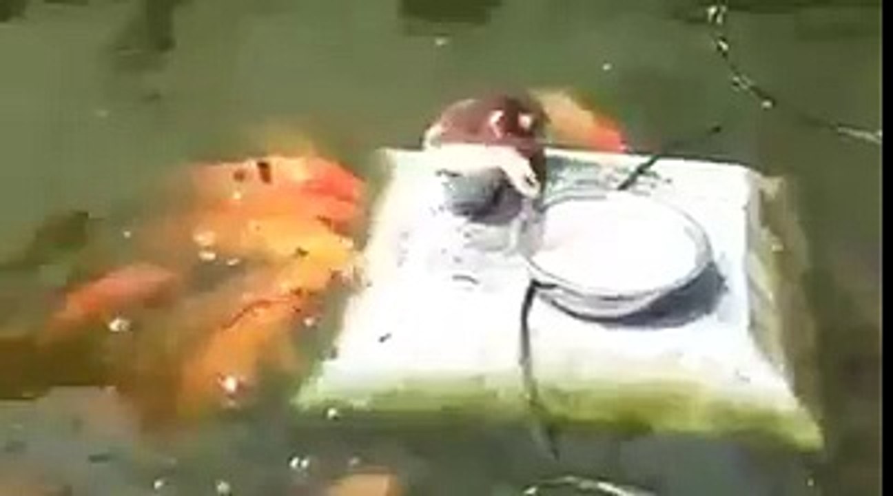 yemeğini balıklarla paylaşan ördek